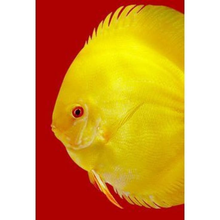 3fb55d2d93f192491071ccc3cda6ecd1 3F Discus Special Premium Mix 95 G - Image 1