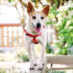 Freedom no-pull harness and leash - red - Image 4
