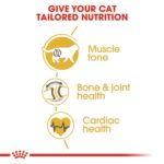 FELINE BREED NUTRITION BRITISH SHORTHAIR - Image 7