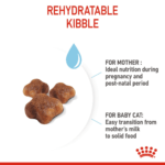 Feline health nutrition mother & babycat - Image 4
