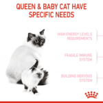 Feline health nutrition mother & babycat - Image 5