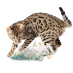 Jittering fish - Image 2