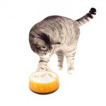 Cat love bowl - Image 5