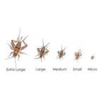 FEEDER CRICKETS (PACK OF APPROX. 60PCS) - Image 2