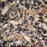 Parrot Food 15 Kg - Image 2