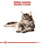 Feline Breed Nutrition Maine Coon Adult 2 Kg - Image 5