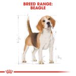 Breed Health Nutrition Beagle Adult 3 Kg - Image 3