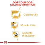 Poodle Power! Buy 2-Breed Health Nutrition Poodle Adult (Wet Food - Pouches) 12 x 85 g - Image 8