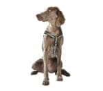 Classique Chic Harness - Image 2