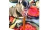 Agave Nectar Sticks 8/Pk - Image 2