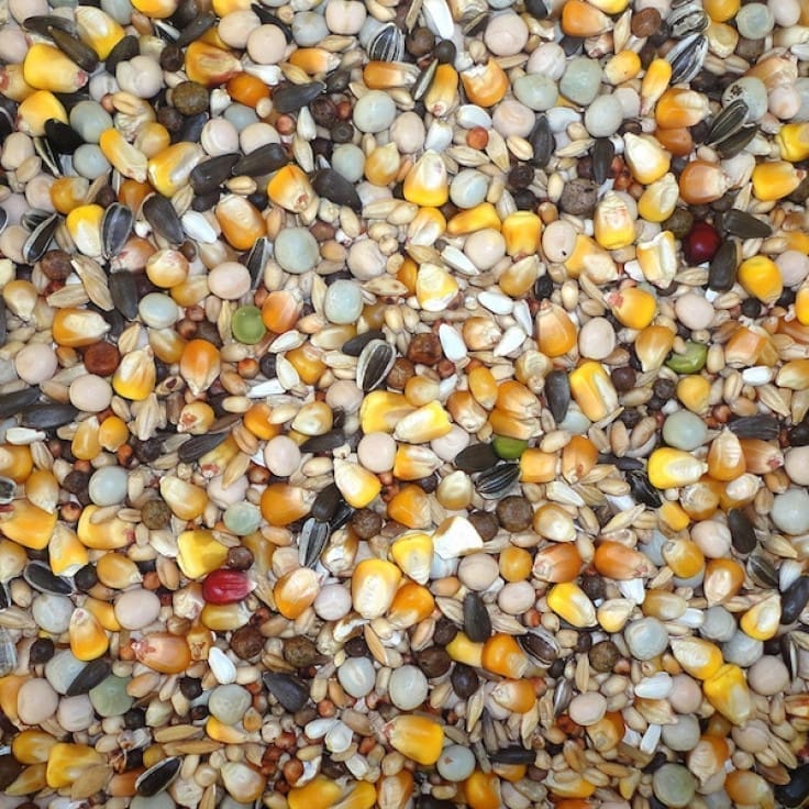 pigeons_4seasons_feed 4-Season 20 Kg - Image 1