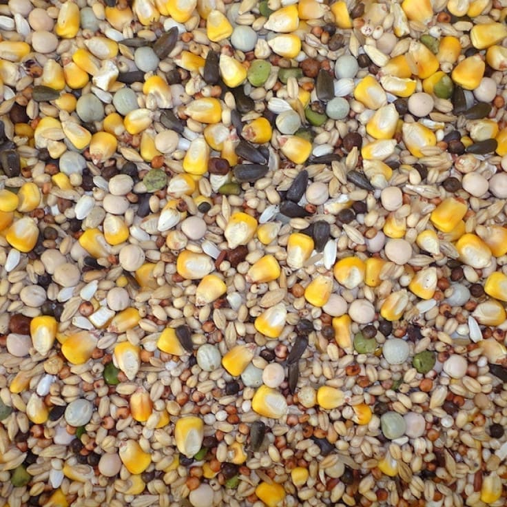 pigeons_daily Daily 20 Kg - Image 1