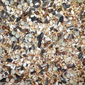 Junior Economy 20 Kg