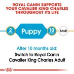 Breed Health Nutrition Cavalier King Charles Puppy 1.5 Kg - Image 3