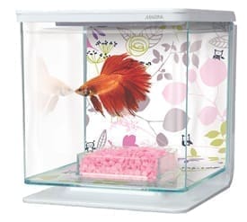 Betta Kit