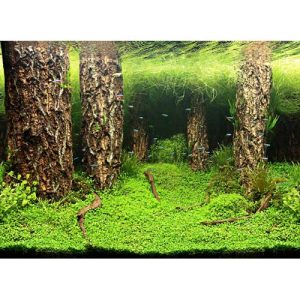 Photo Background - Scaper's Hill/Scaper's Forest 120x50 cm