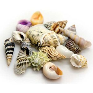 Sea Shells Large In Deco Glass Jar 1 L