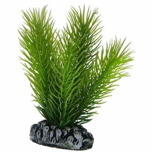 4125_Mayaca7.jpg Artificial plant - Mayaca small - Image 1