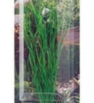 Hobby Artificial Plant – Sagittaria