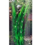 Artificial plant - Crinum