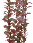 Artificial plant - Ludwigia 34 cm