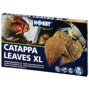 Catappa Leaves