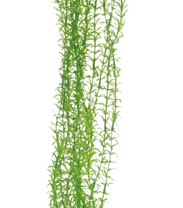 Artificial plant - Lagarosiphon 60 cm