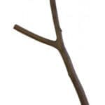 Pado Natural and Clean Bird Perch - 2.5-3cm L- 30cm