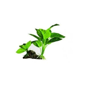 Yusee Aquarium Decoration - Artificial Plant - YS-19508[Dimension - 15 x 5 x 21cm]