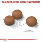 Canine Care Nutrition - Medium Digestive Care 12 KG - Image 2