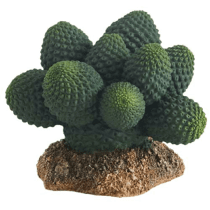 Cactus Atacama - Cactus Victoria 22 cm