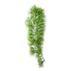 Climber - Climber Tropica 70 cm
