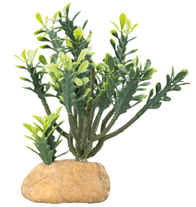 Euphorbia - Euphorbia 15 x 7 x 17 cm