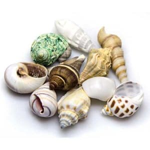 Sea Shells Small/Medium In Deco Glass Jar 1 L
