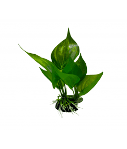 Yusee Aquarium Decoration - Artificial Plant - YM-5801