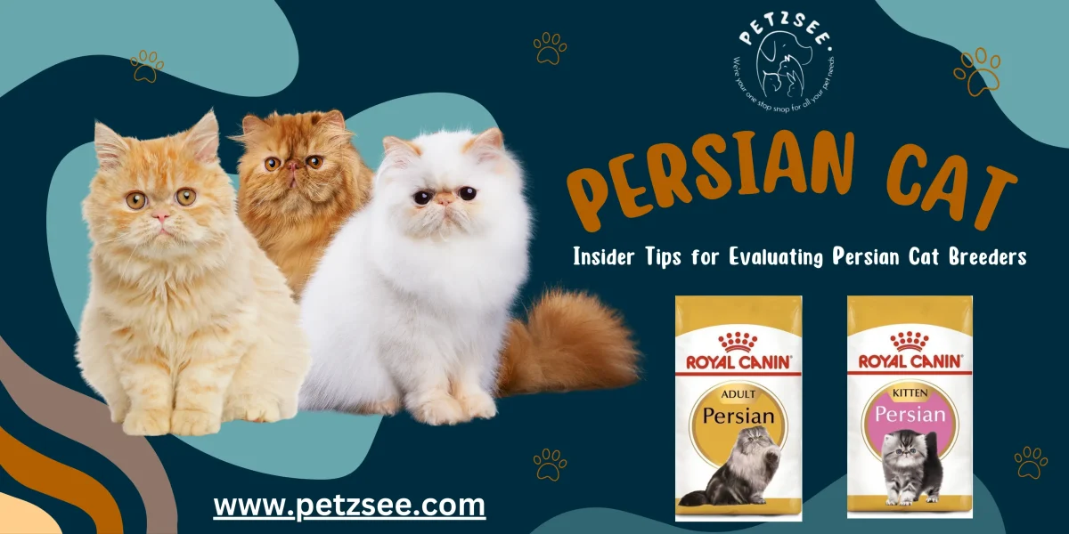 Persian Cat breeder