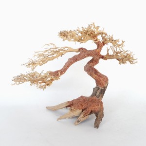 Claw Bonsai Wood Small, 30X20X10 Cm / Box