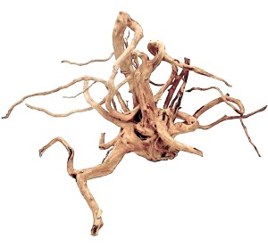 Wood Root -
