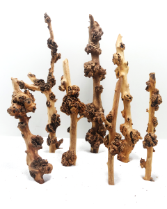 Sava Wood -