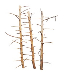 Long Hands Wood -