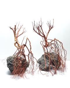 Whiskers Wood Small, 20-30 Cm / Box