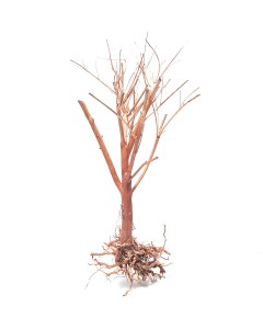 Photinia Wood -