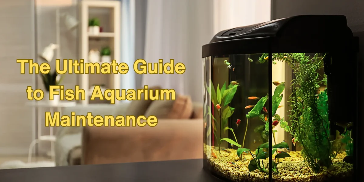 Fish Aquarium Maintenance