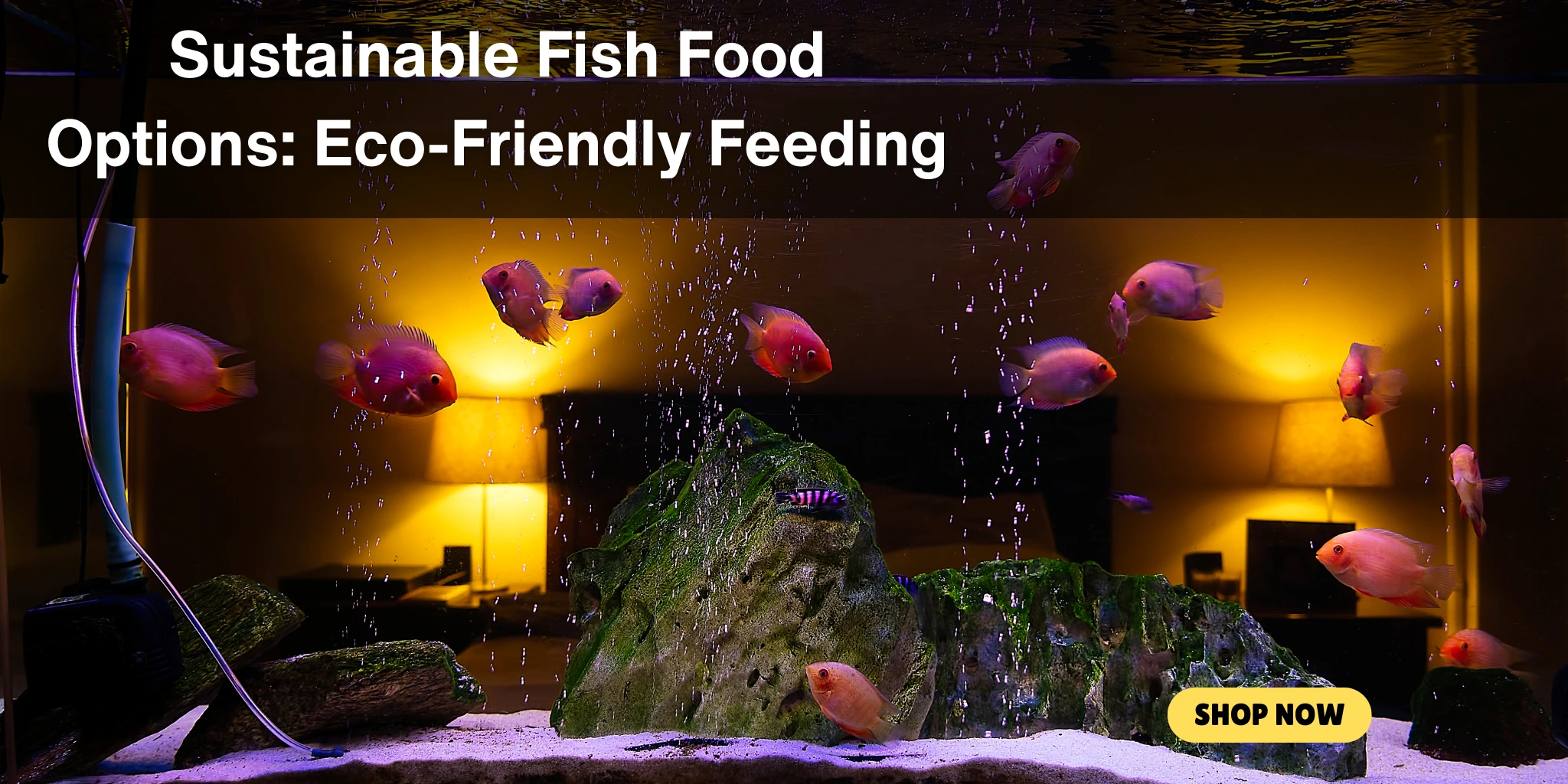 Sustainable Fish Foods Options