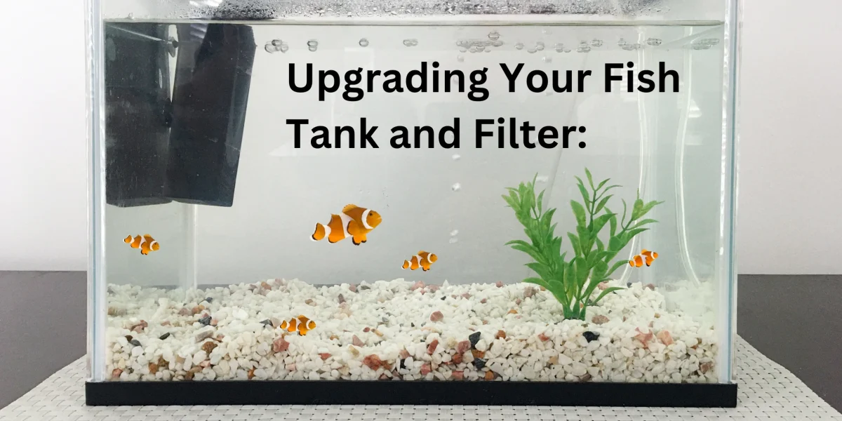fish tank and filter