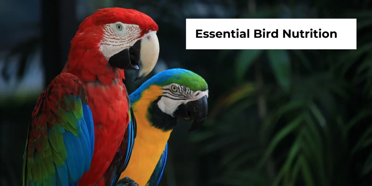 Bird Nutrition