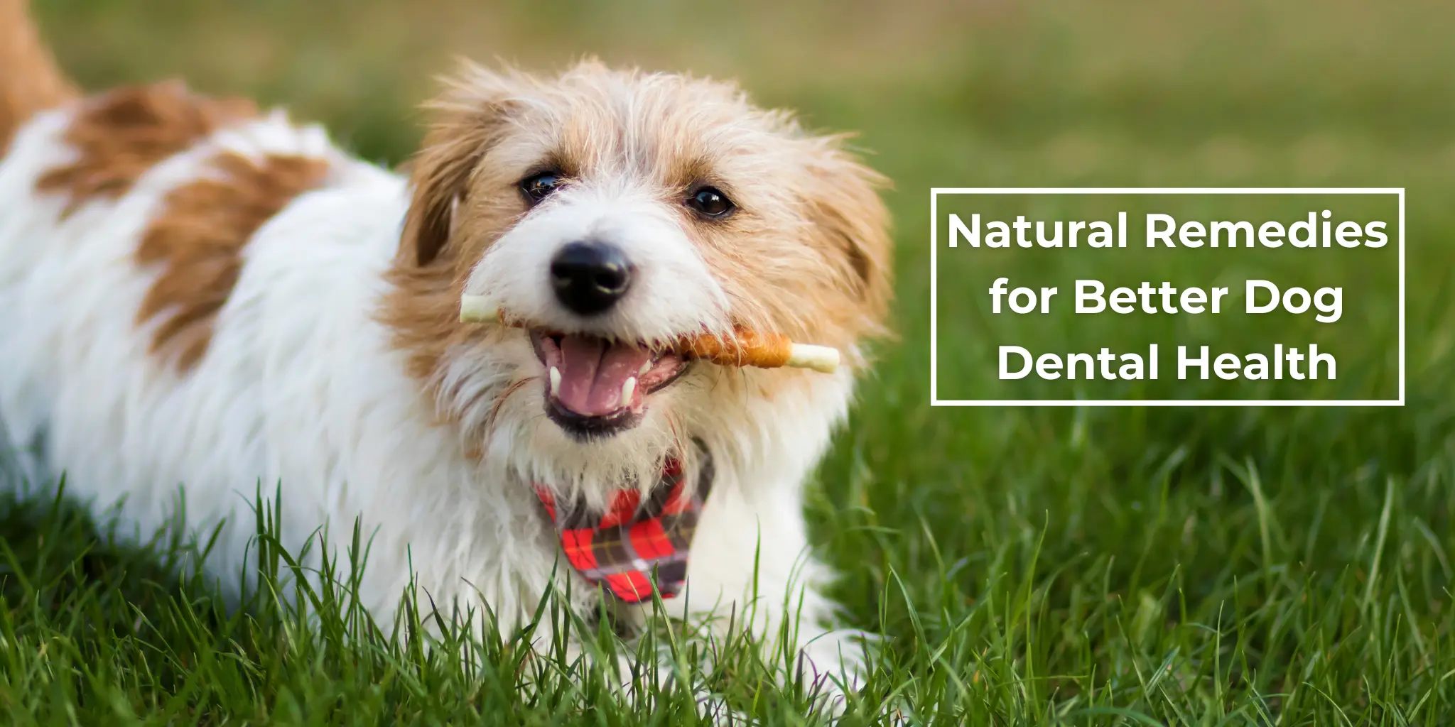 Dog dental health