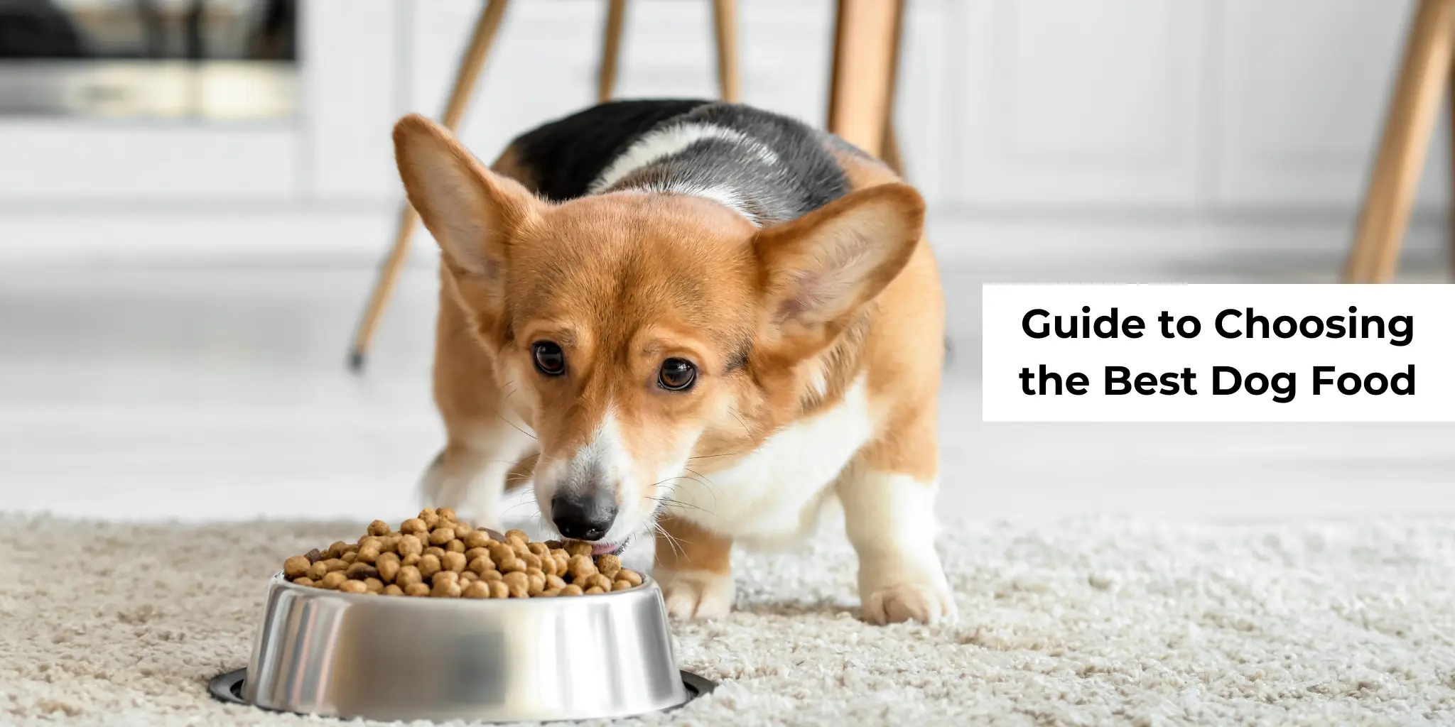 Best dog food