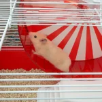 Ferplast Coney Island Hamster Cage With Large Wheel And Play Area
50 X 35 X H 25 Cm - Image 5