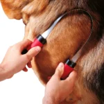 Ferplast Gro 5954 Dog Currycomb 28,5 X 6,5 X H 3,4 Cm - Image 2